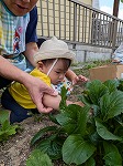小松菜を収穫する男の子