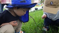 カエルをじっと見つめる男の子