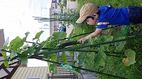 きゅうりを収穫している男の子