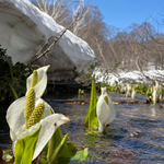 雪解け水と水芭蕉